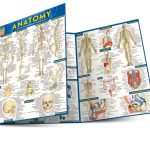 Anatomy (Quickstudy Academic) PDF Free
