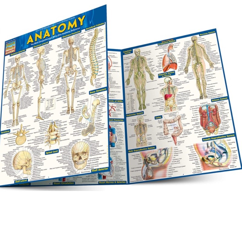 Anatomy (Quickstudy Academic) PDF Free