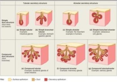GLANDS: A gland may be defined as a single cell or a group of cells, which are specialized for secretion(useful products;, or excretion (useless products). All gland cells produce and expel, to the extracellular compartment, produced that are not used by the cell itself but are of importance to other parts of the organism. CLASSIFICATION: Glands are always derived from covering epithelium by means of cell proliferation and invaion of subjacent connective tissue, subsequently followed by further differentiation.The glands are classified into two major groups. Exocrine Endocrine